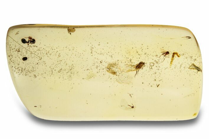 Polished Colombian Copal ( g) - Contains Insects! #263994